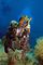 Cuttlefish